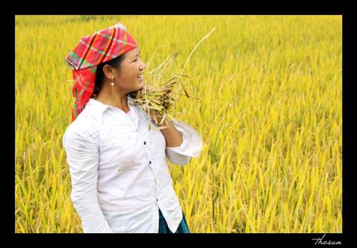 ngày gặt... - 