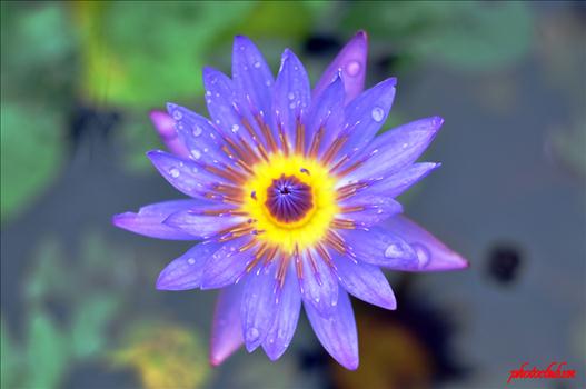 hoa Súng - đẹp dịu dàng...